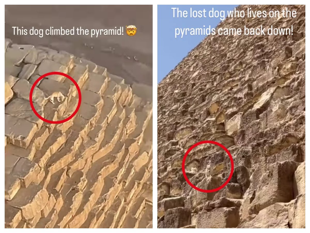 Relief after viral dog descends from Great Pyramid of Giza after spotted barking on top of it