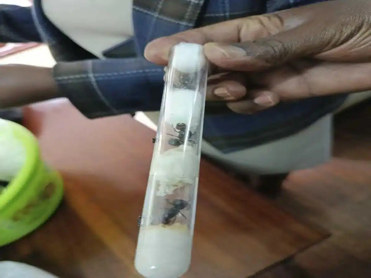 Belgian teens arrested with 5,000 ants as Kenya flags new trend in wildlife trafficking