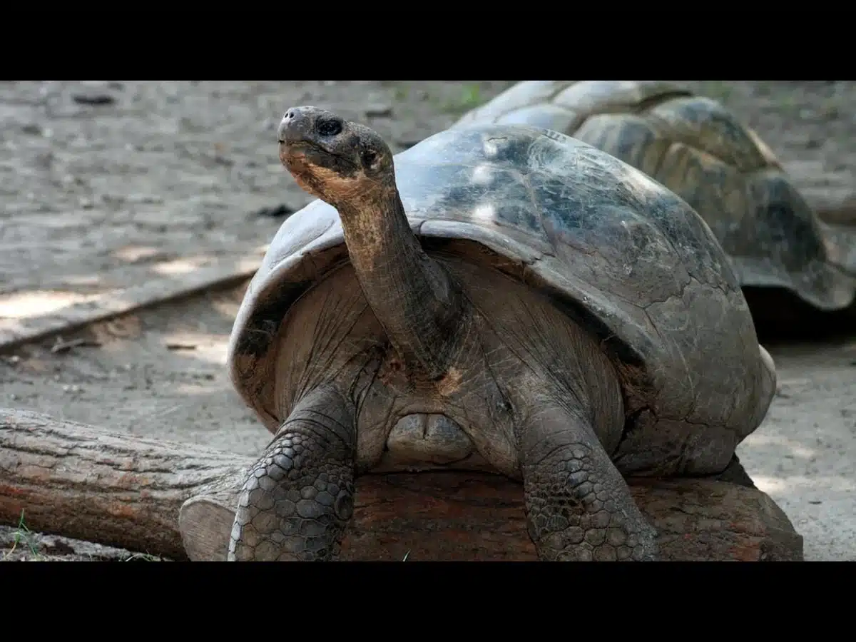 100-year-old tortoise at Philadelphia Zoo makes history becoming a first-time mom
